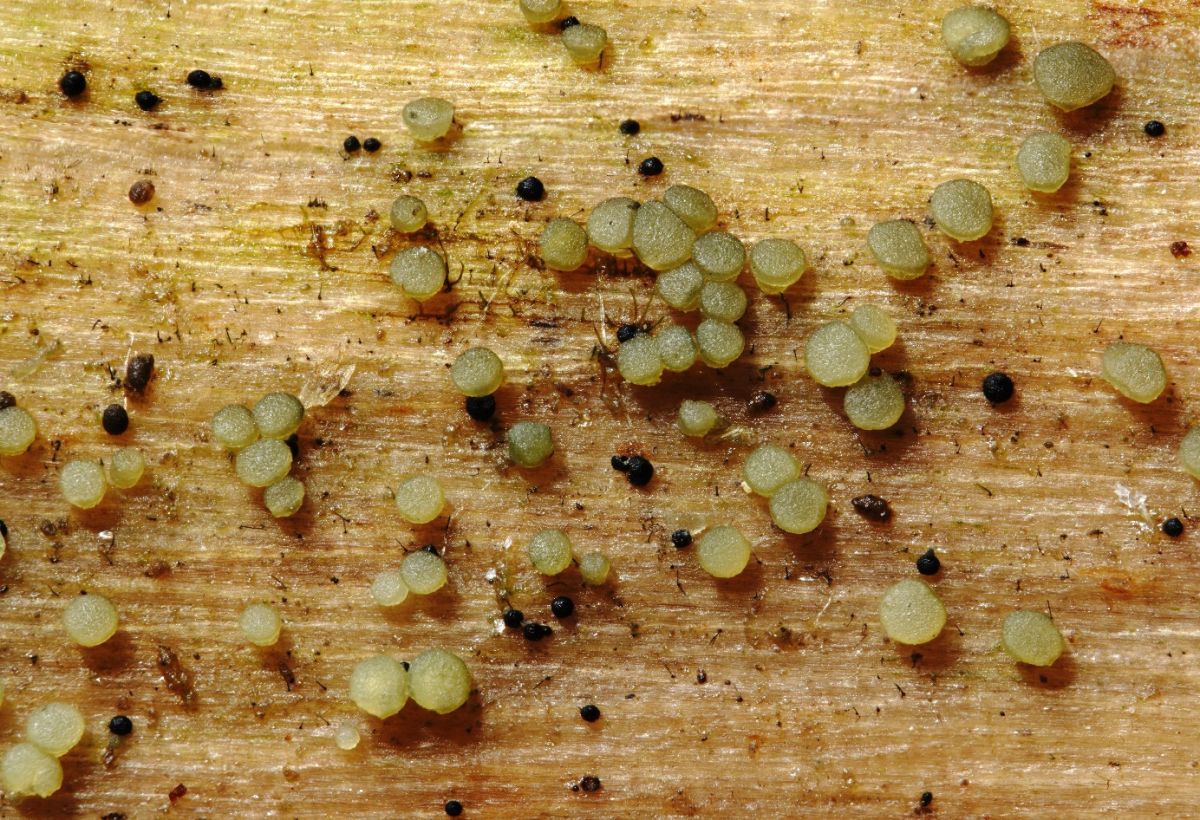 Claussenomyces prasinulus