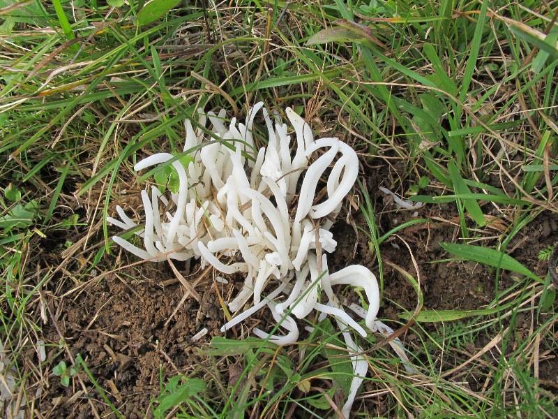 Clavaria fragilis