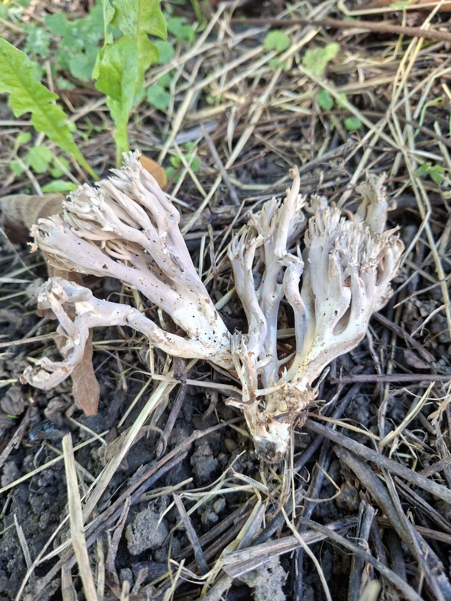 Clavaria fumosa