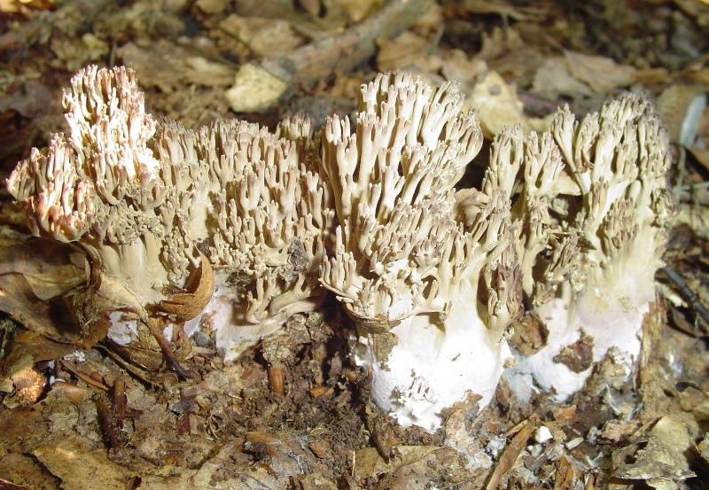 Clavaria versatilis