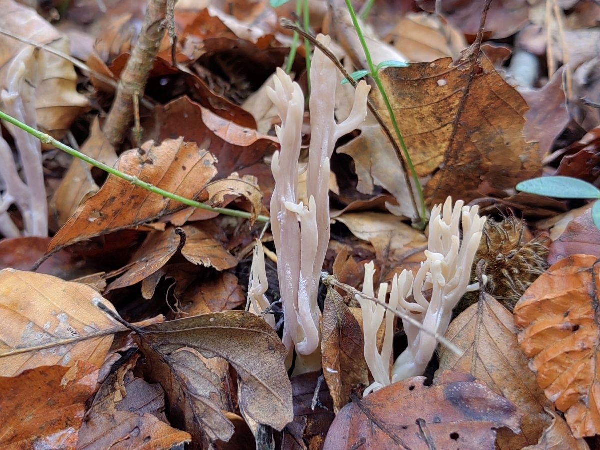 Clavulina cinerea