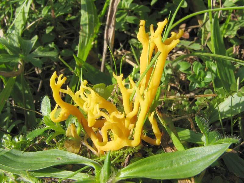 Clavulinopsis corniculata