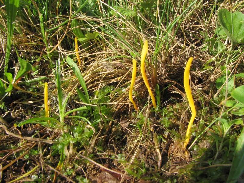 Clavulinopsis helvola