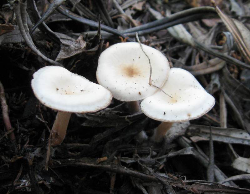 Clitocybe angustissima