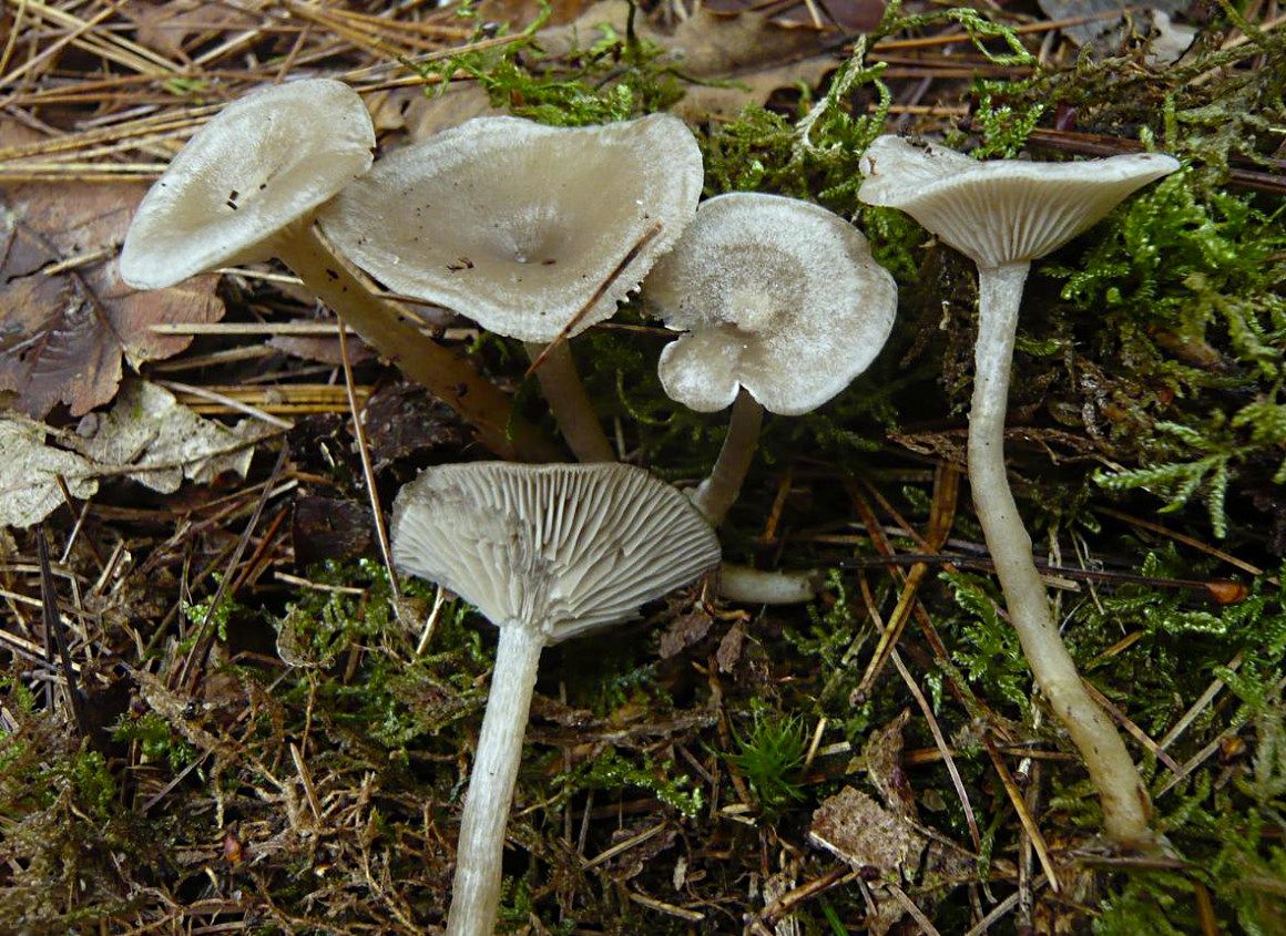 Clitocybe augeana