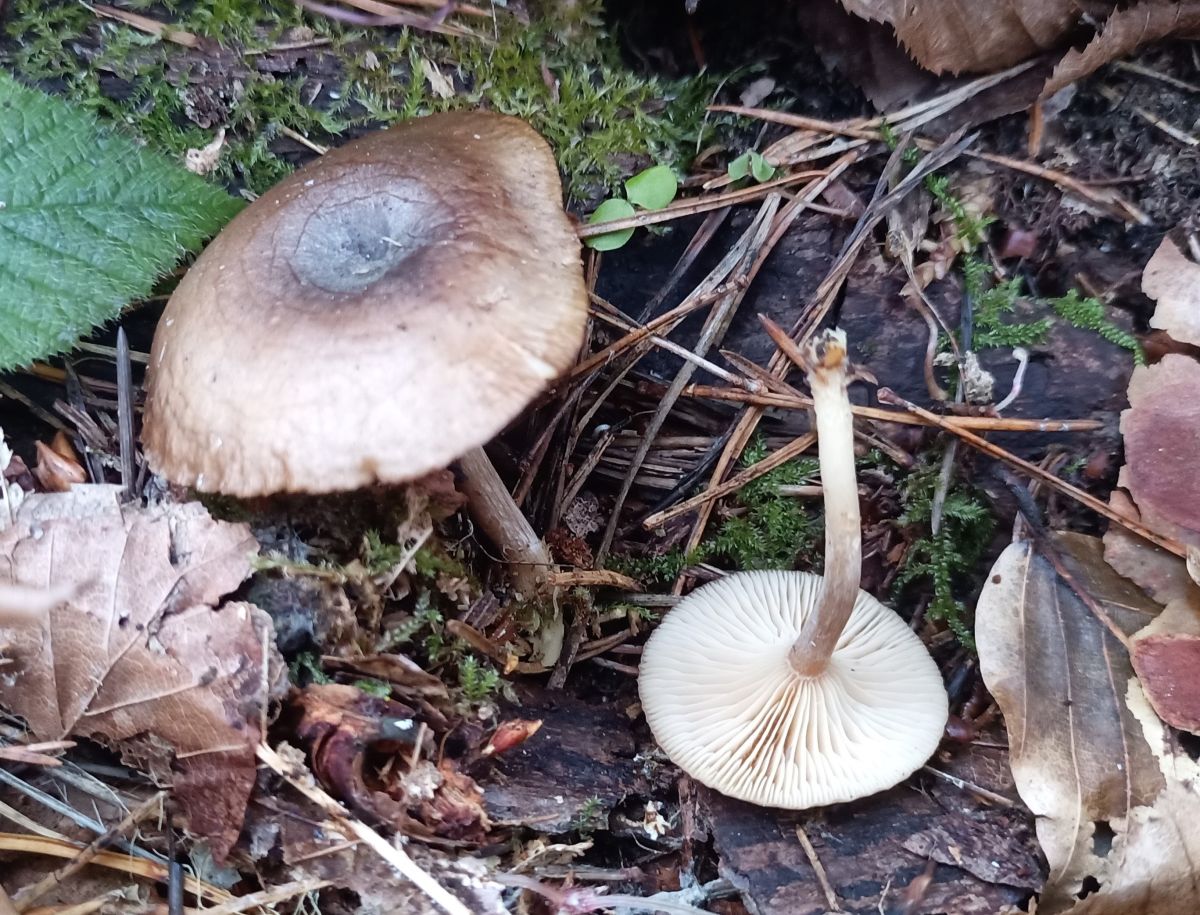 Clitocybe brumalis