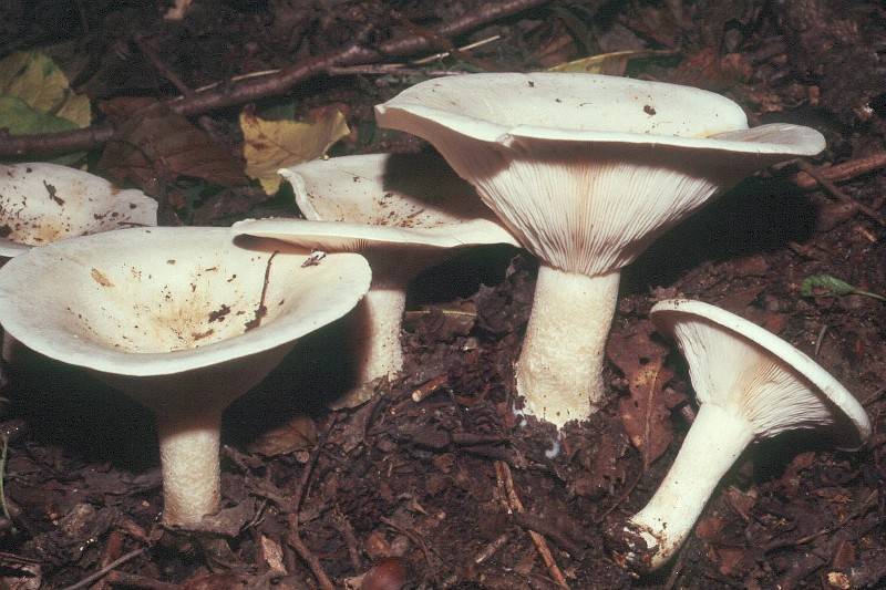 Clitocybe catinus