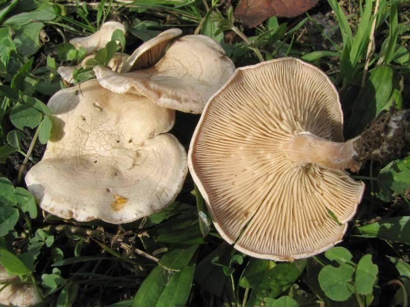 Clitocybe dealbata