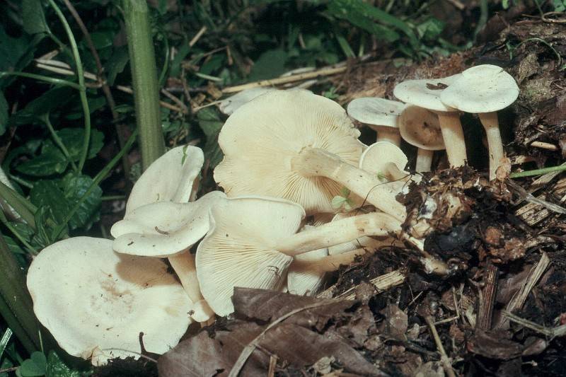 Clitocybe dealbata