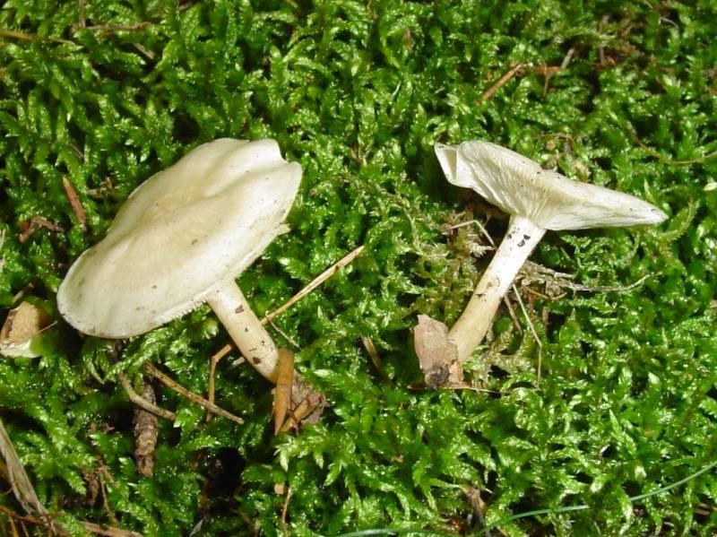 Clitocybe dealbata