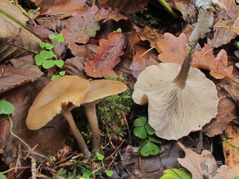 Clitocybe foetens