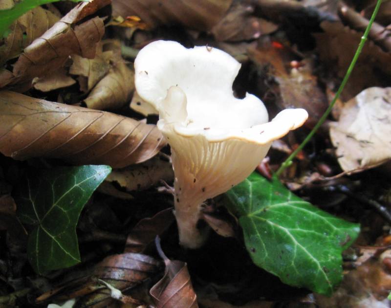 Clitocybe gibboides