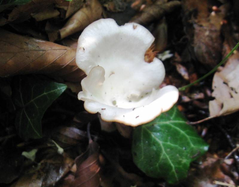 Clitocybe gibboides