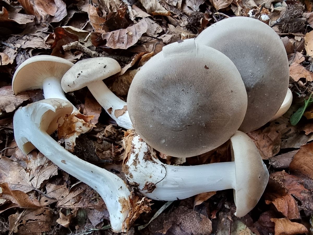 Clitocybe nebularis