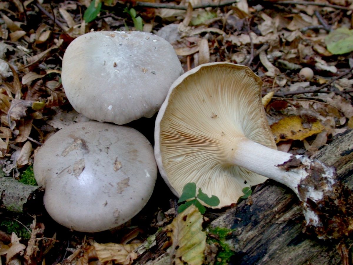 Clitocybe nebularis