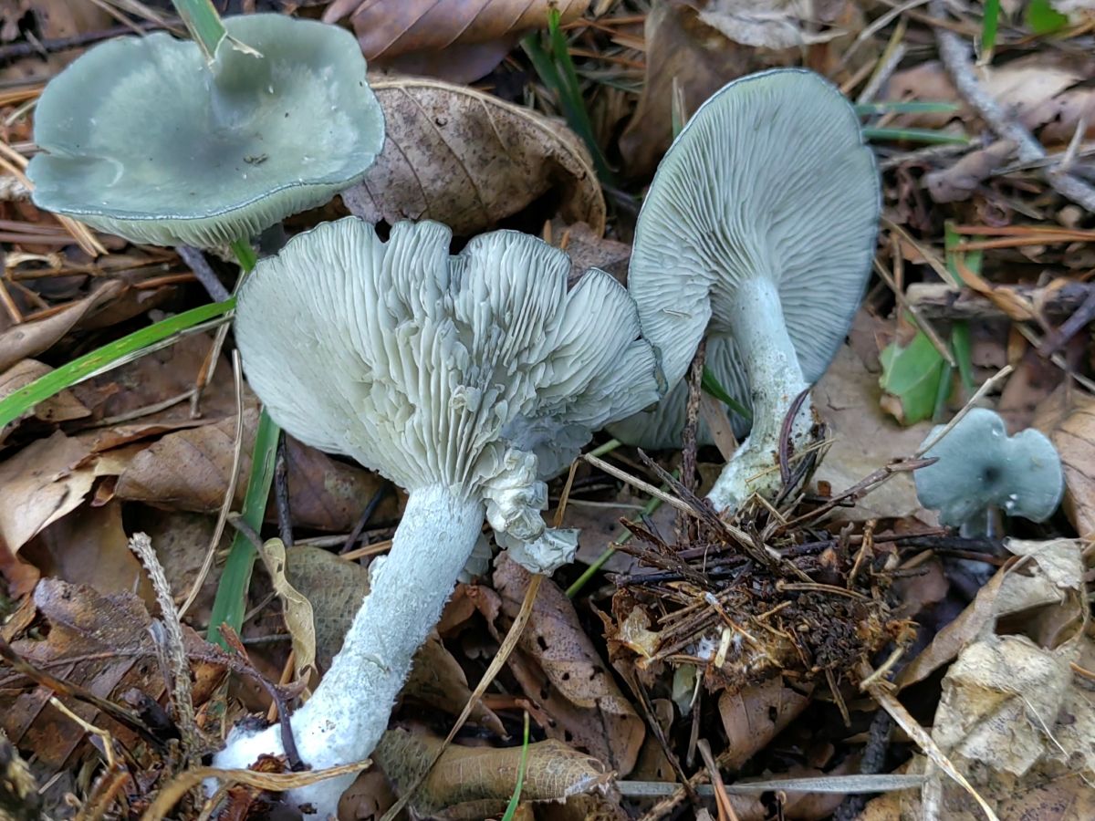 Clitocybe odora