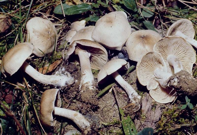 Clitocybe phyllophila