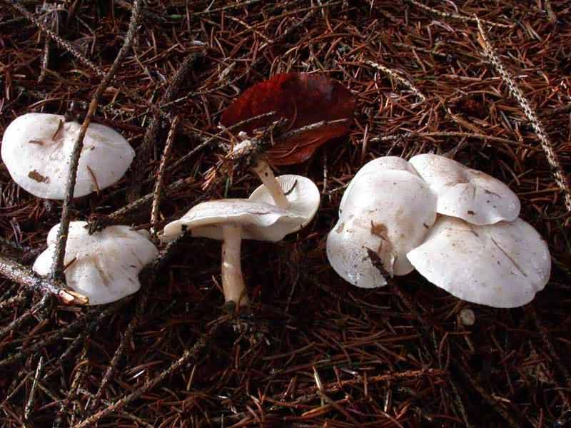 Clitocybe phyllophila