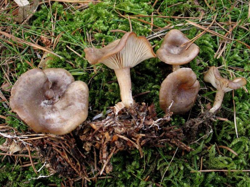 Clitocybe radicellata