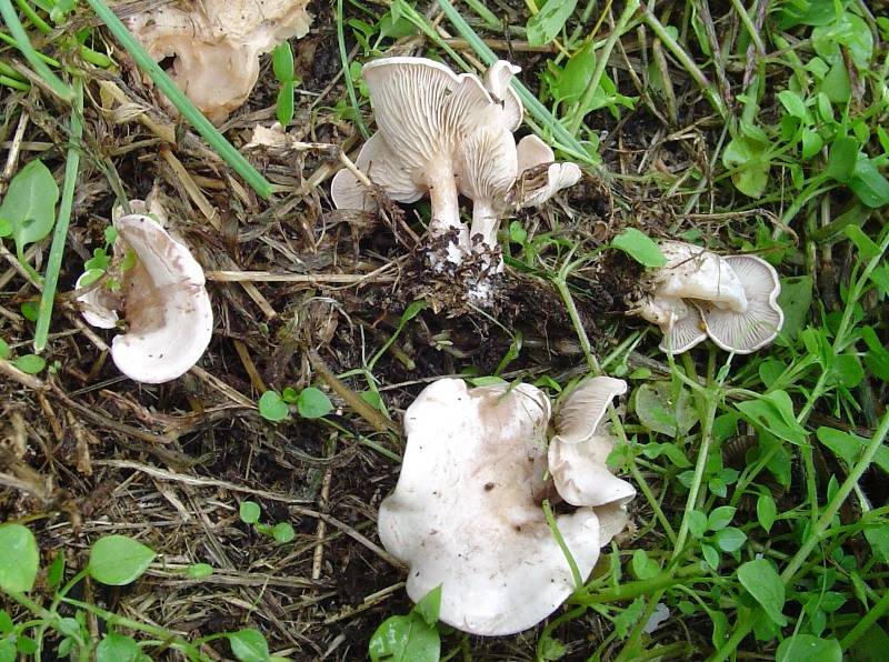 Clitocybe rivulosa Clitocybe rivulosa
