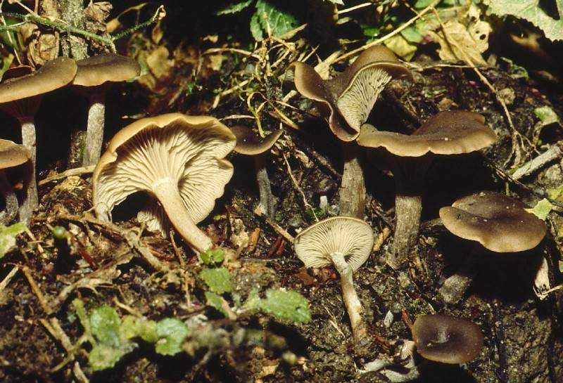 Clitocybe umbilicata