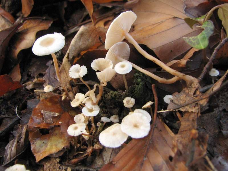 Collybia tuberosa