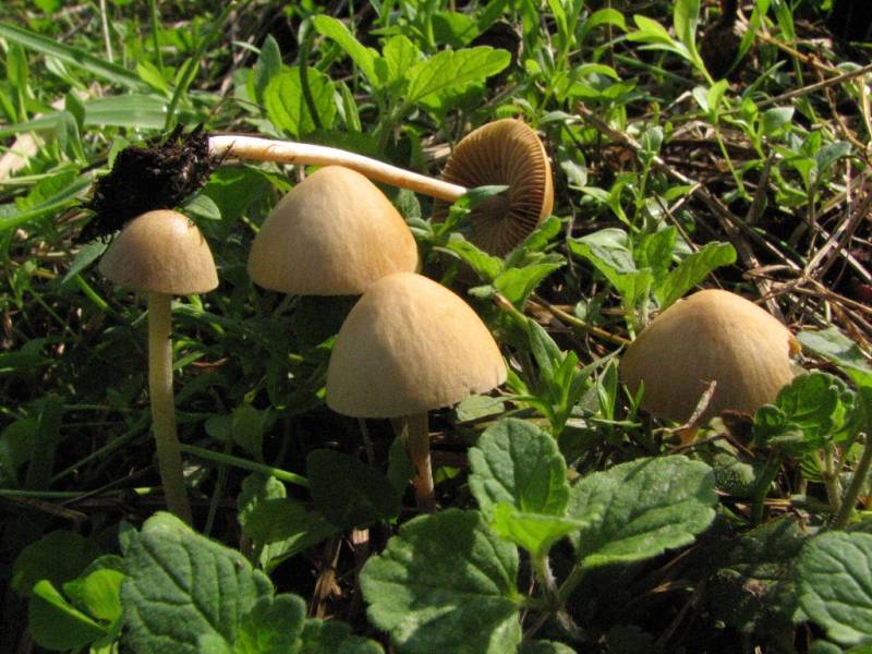 Conocybe antipus