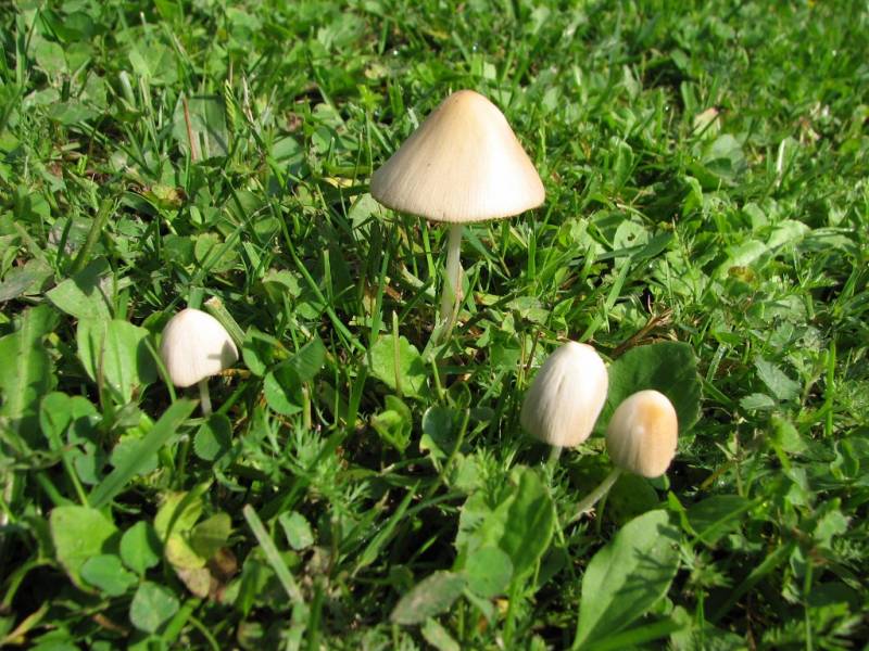 Conocybe apala