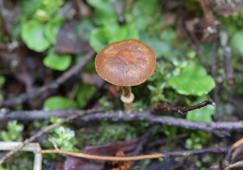 Conocybe aporos