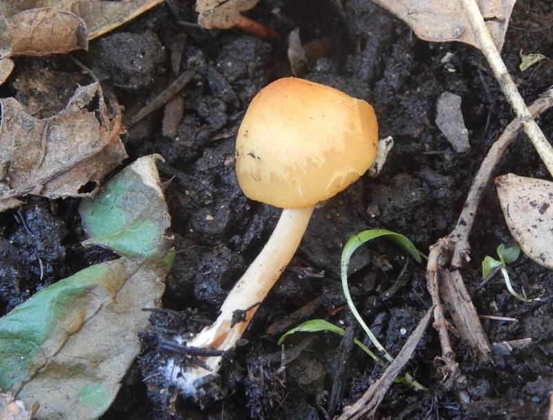 Conocybe aurea