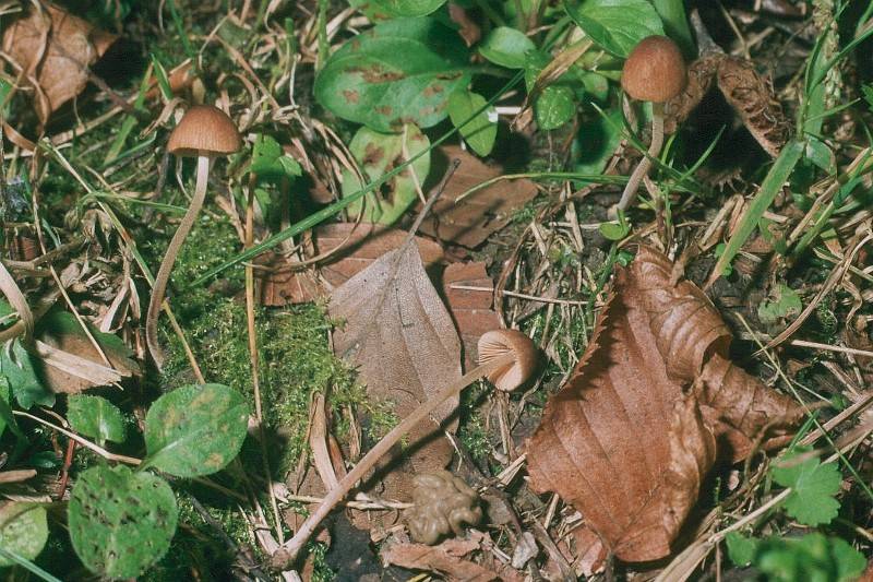 Conocybe dumetorum