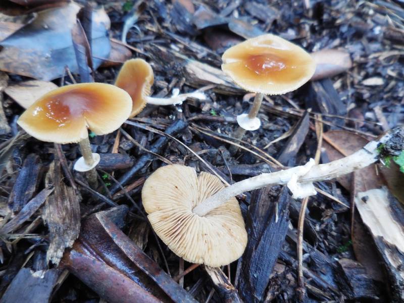 Conocybe filaris