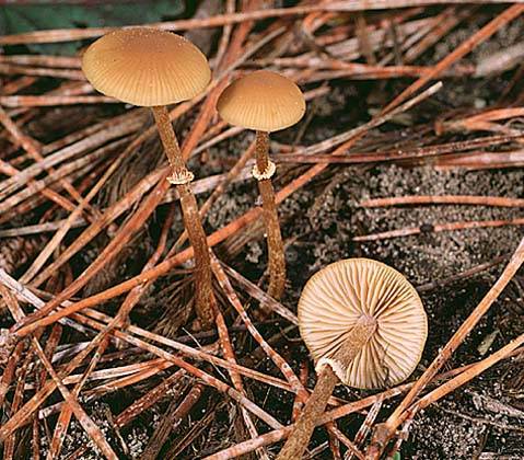 Conocybe filaris Conocybe filaris