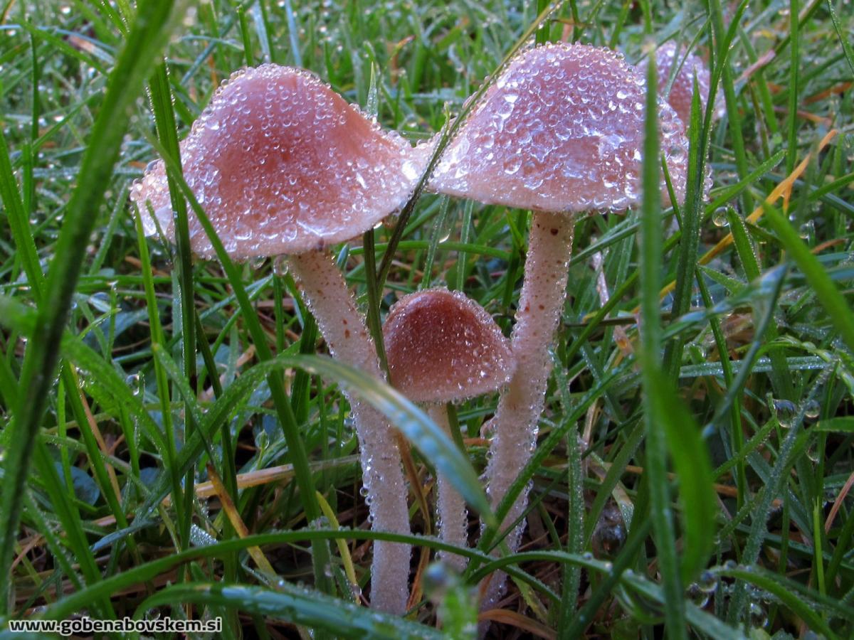 Conocybe pygmaeoaffinis