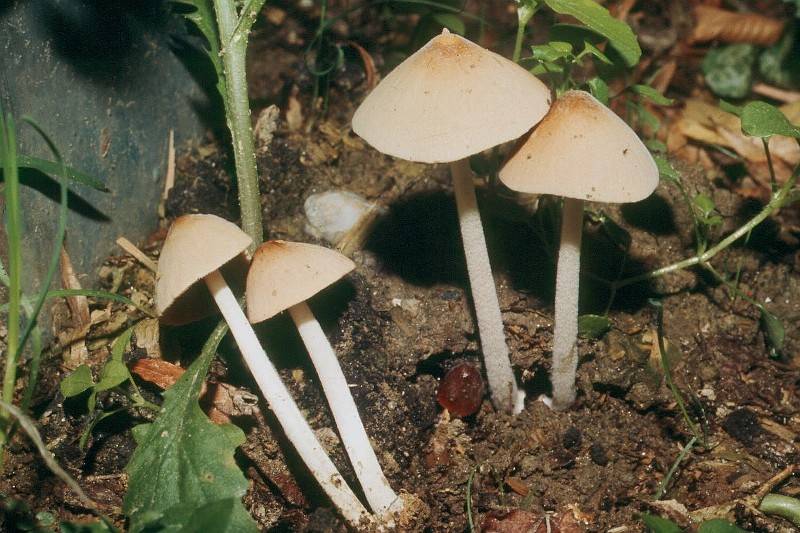 Conocybe rickenii