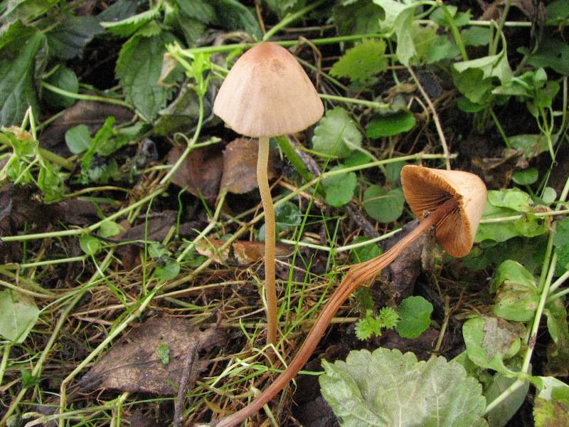 Conocybe tenera