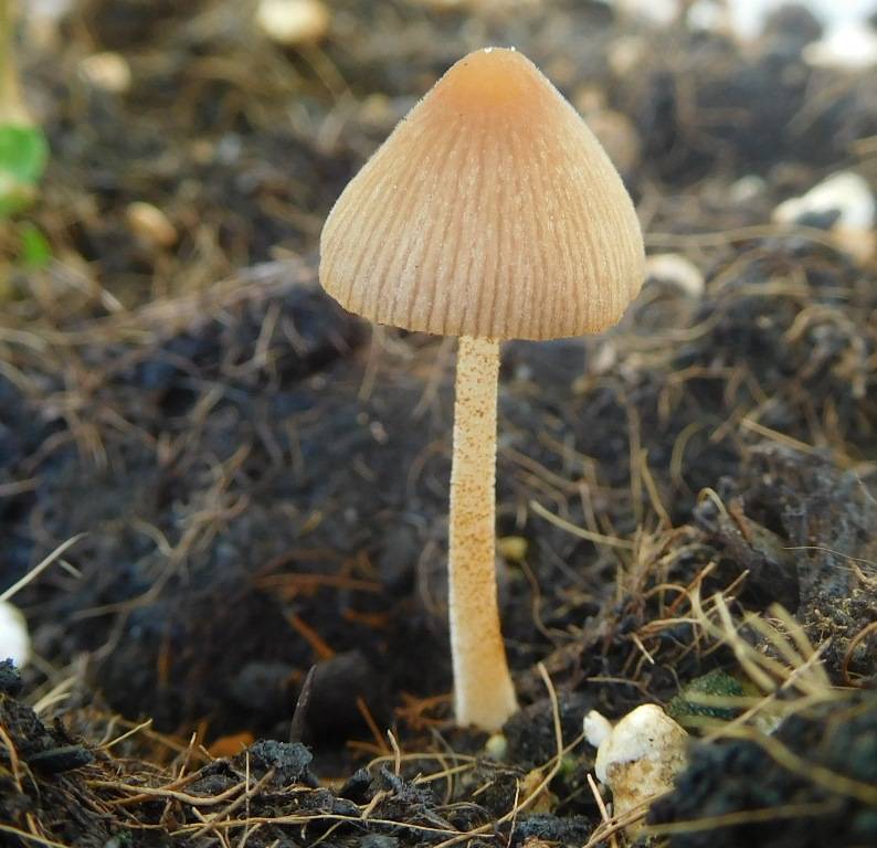 Conocybe velutipes