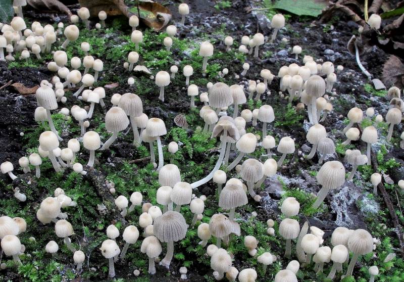 Coprinellus disseminatus