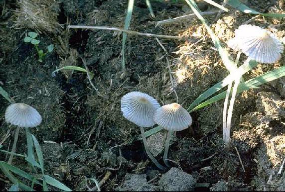 Coprinellus ephemerus