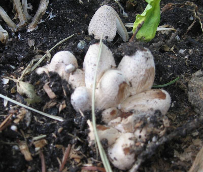 Coprinellus flocculosus