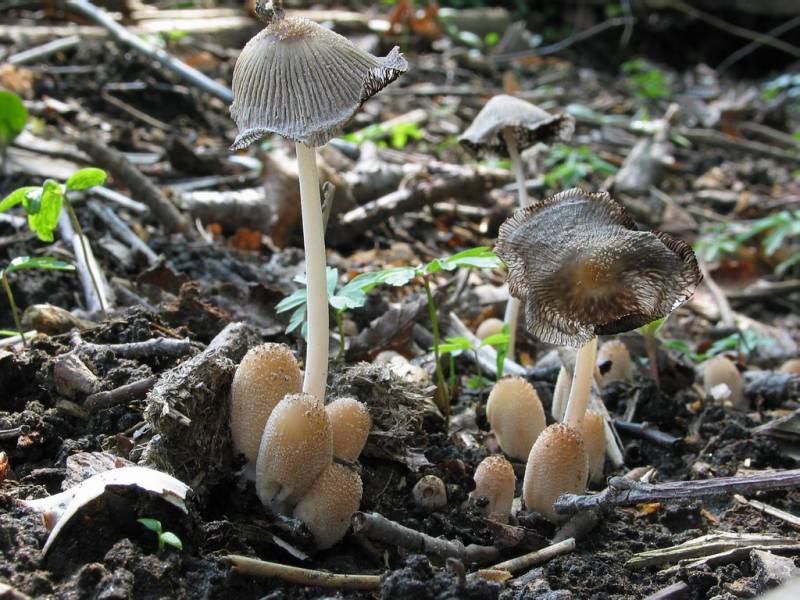 Coprinellus impatiens