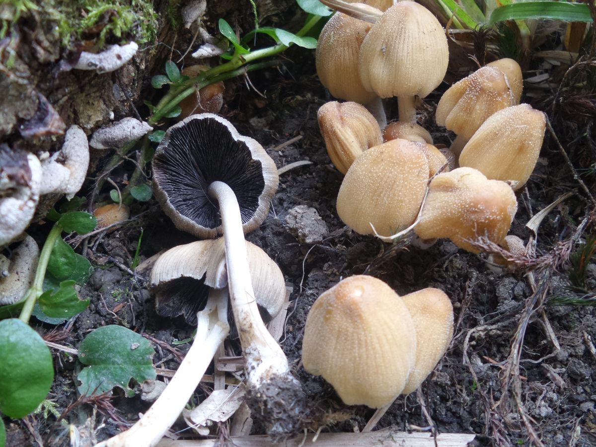 Coprinellus micaceus