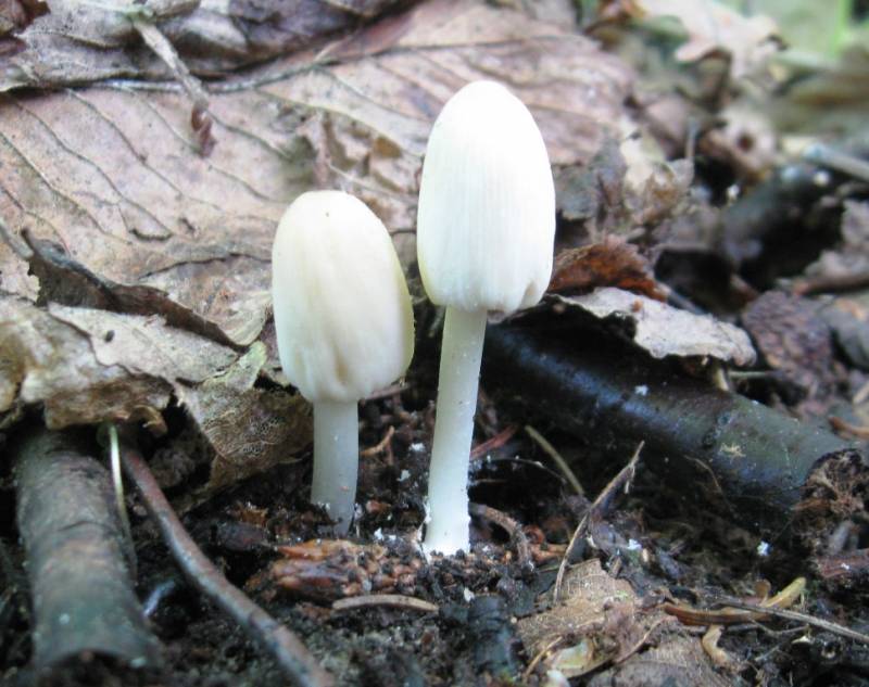 Coprinellus pallidissimus