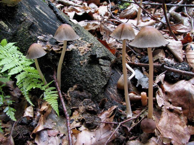 Coprinellus silvaticus