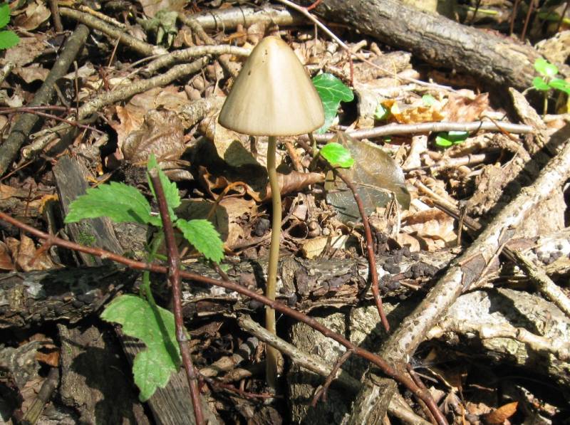 Coprinellus silvaticus Coprinellus silvaticus