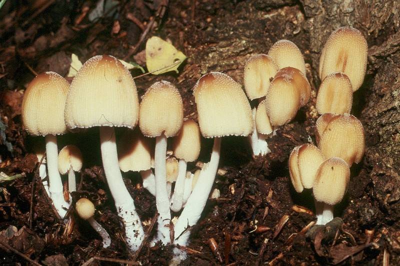 Coprinellus truncorum