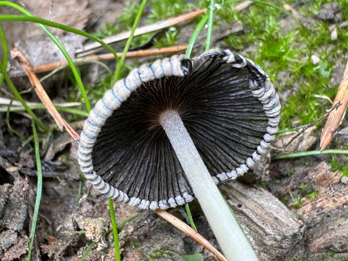 Coprinellus verrucispermus