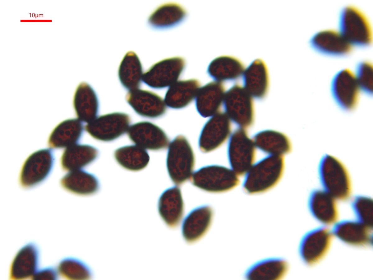 Coprinellus verrucispermus