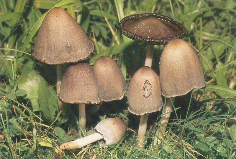 Coprinopsis atramentaria