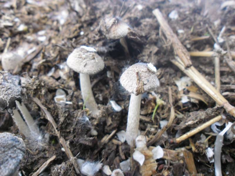 Coprinopsis cinerea